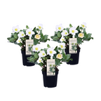 Trandafirul Crăciunului - 3 buc - Helleborus niger - Înălţime 20-30cm - ⌀12cm