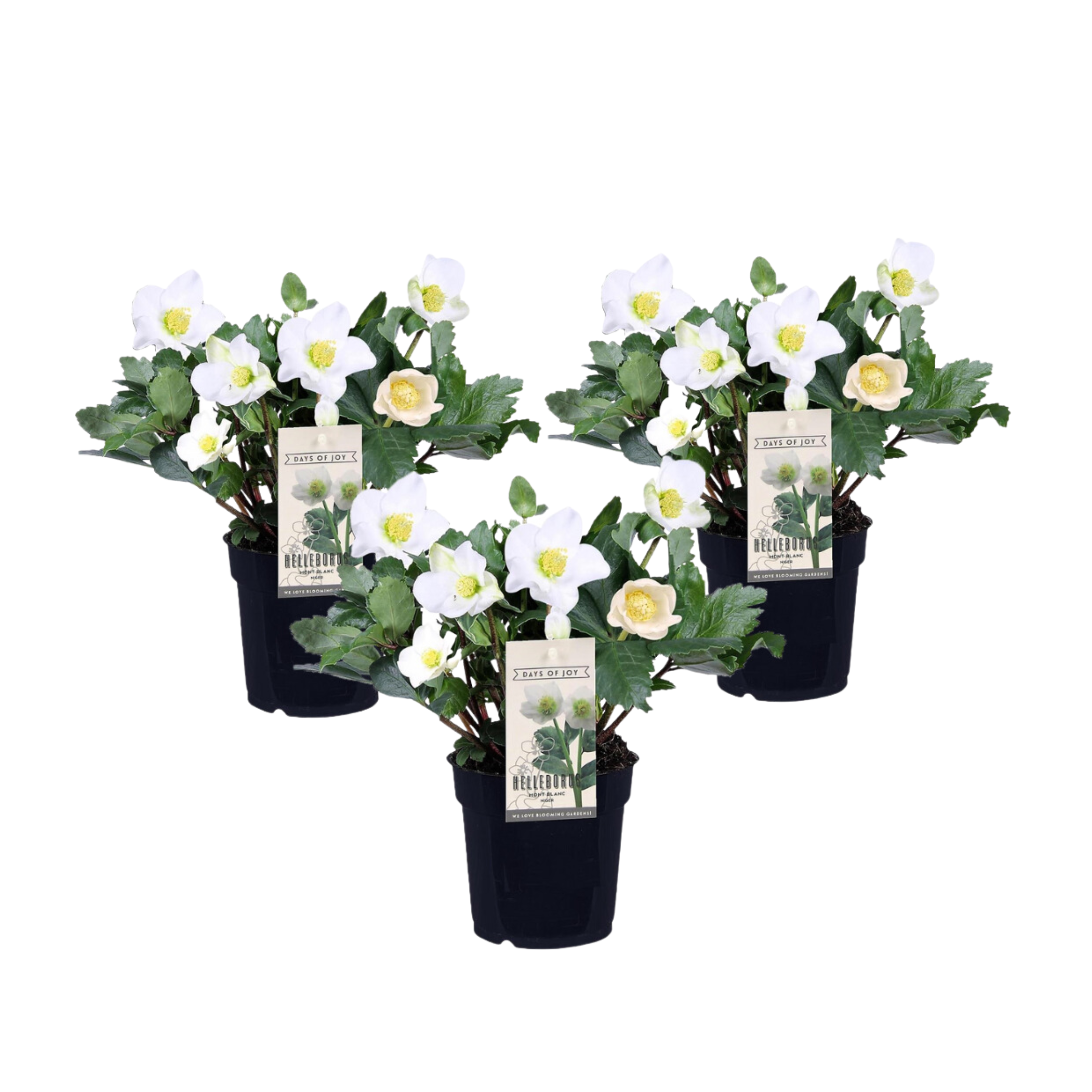 Trandafirul Crăciunului - 3 buc - Helleborus niger - Înălţime 20-30cm - ⌀12cm