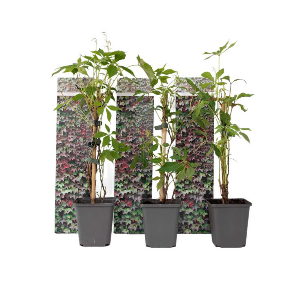 Viță de Canada - 3 buc - Parthenocissus quinquefolia - Înălţime 25-40cm - ⌀9cm