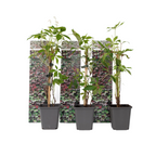 Viță de Canada - 3 buc - Parthenocissus quinquefolia - Înălţime 25-40cm - ⌀9cm