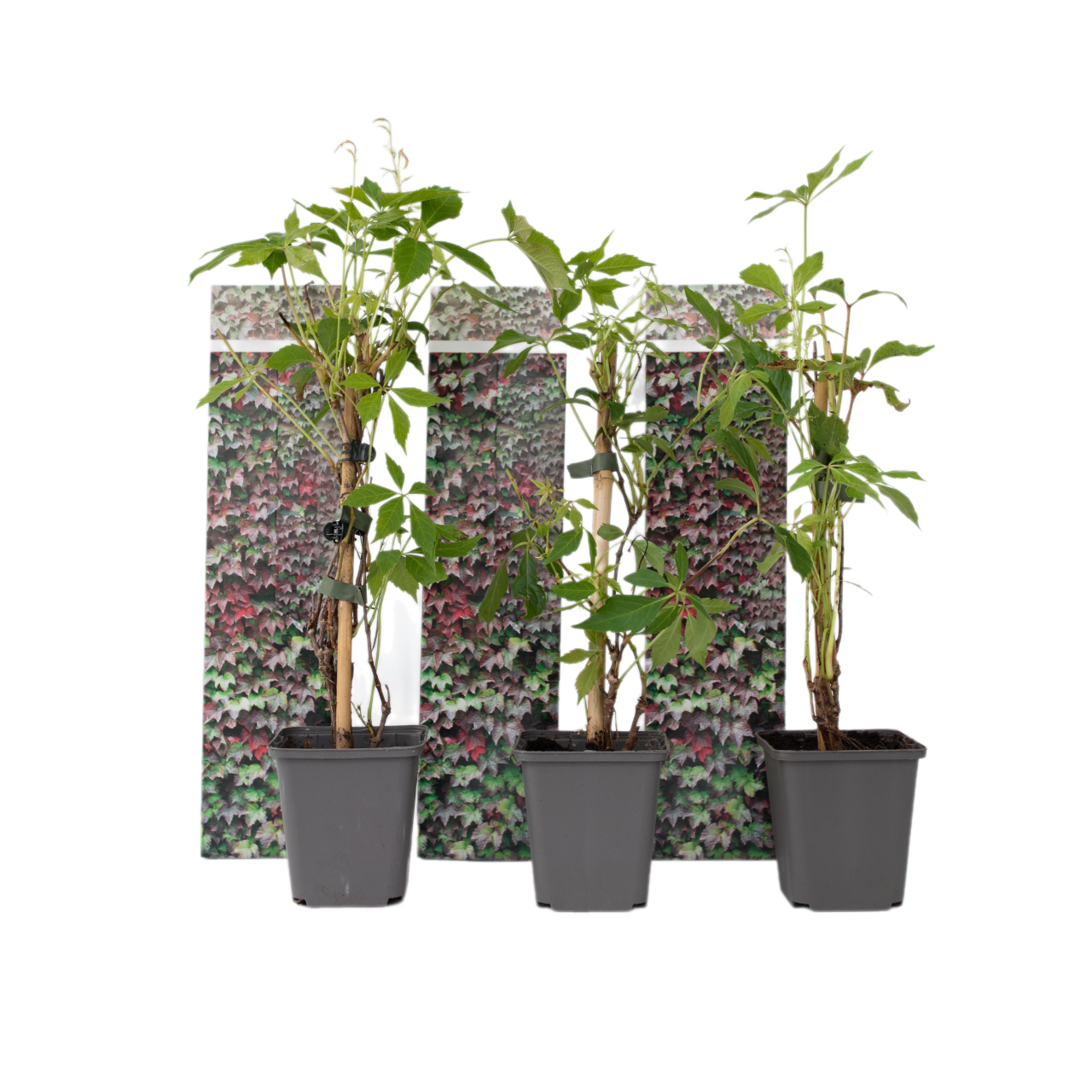 Viță de Canada - 3 buc - Parthenocissus quinquefolia - Înălţime 25-40cm - ⌀9cm