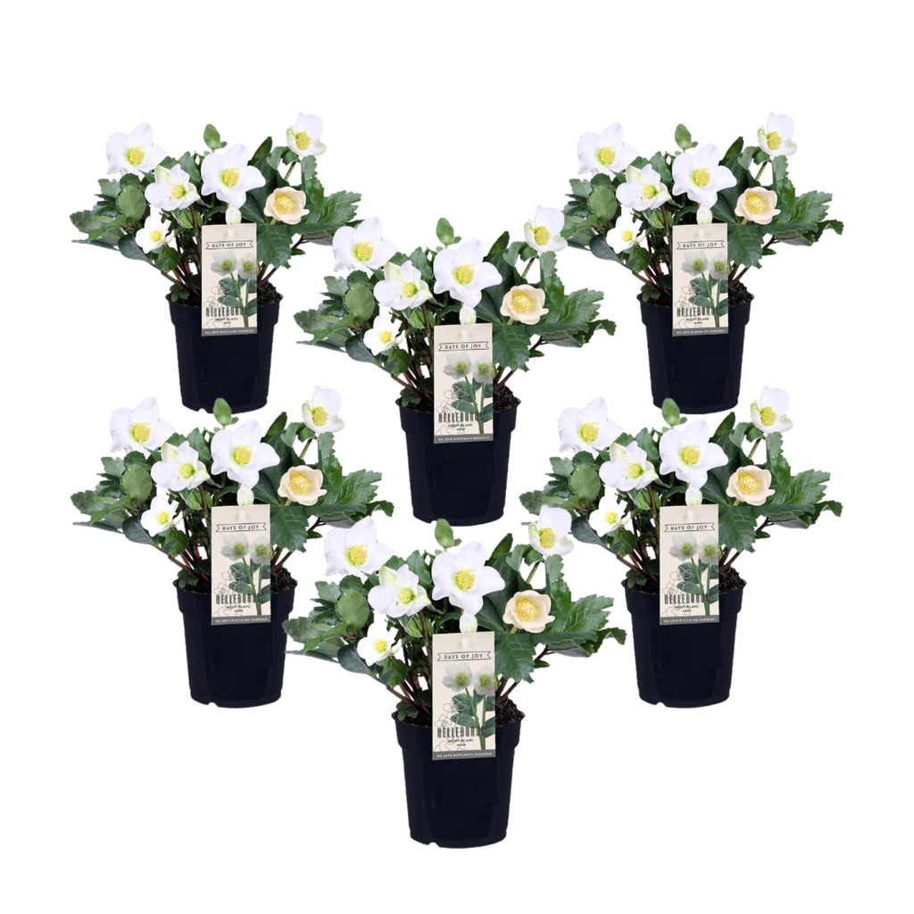 Trandafirul Crăciunului - 6 buc - Helleborus niger - Înălţime 20-30cm - ⌀12cm