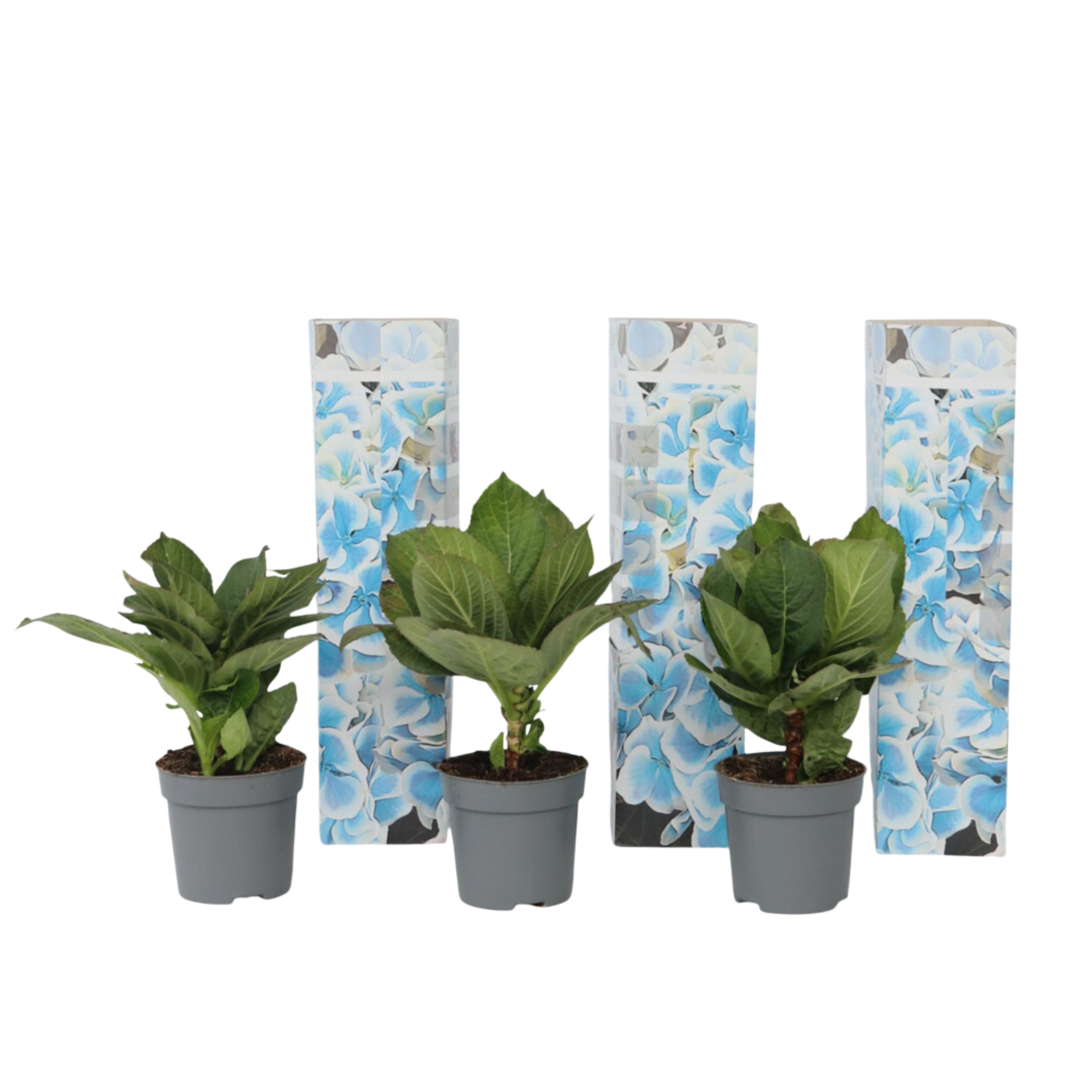 Hortensie - 3 buc - Hydrangea macrophylla 'Bavaria' - Înălţime 25-40cm - ⌀9cm