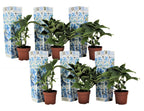Hortensie - 6 buc - Hydrangea macrophylla 'Bavaria' - Înălţime 25-40cm - ⌀9cm