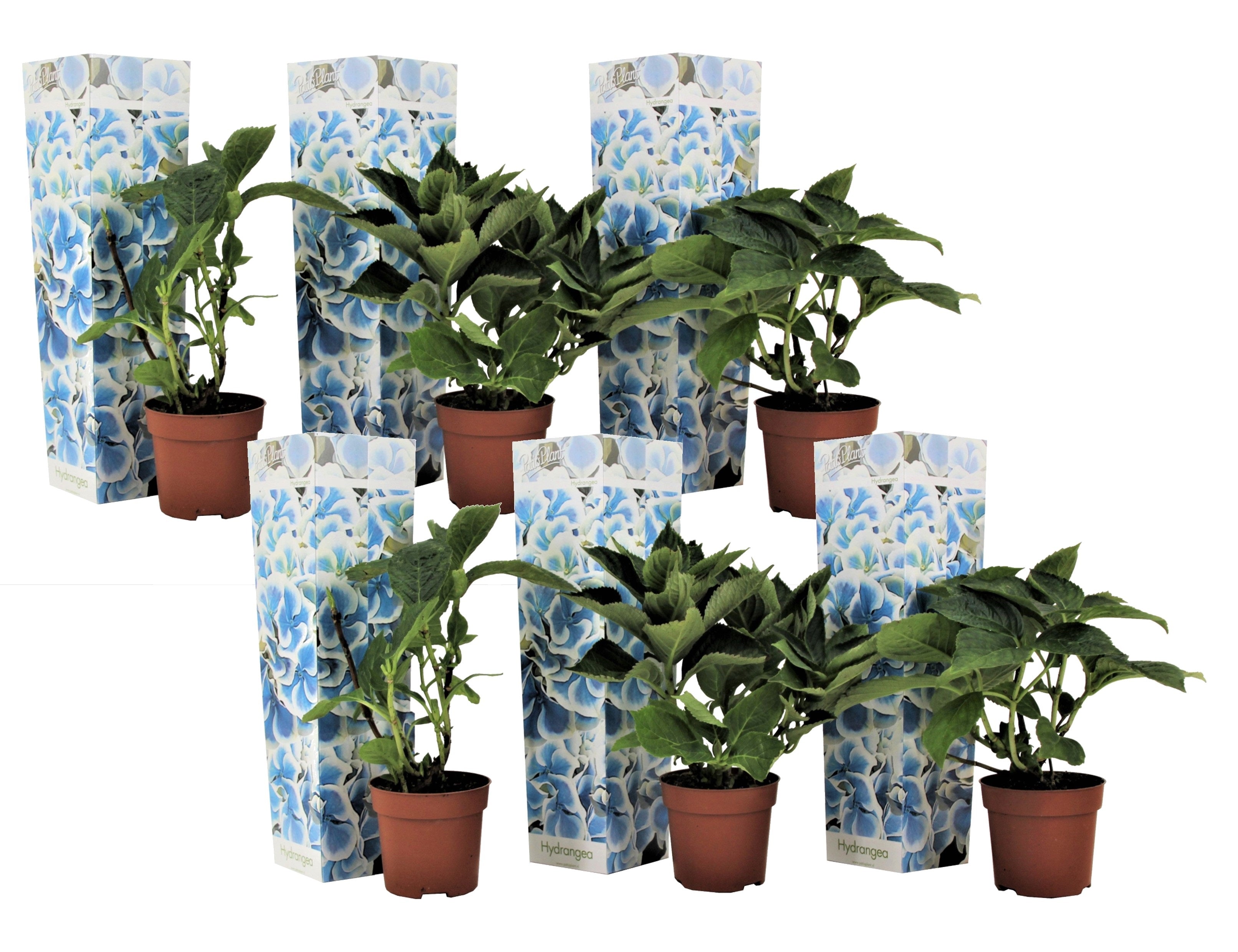 Hortensie - 6 buc - Hydrangea macrophylla 'Bavaria' - Înălţime 25-40cm - ⌀9cm