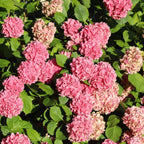 Hortensie - 6 buc - Hydrangea macrophylla - Înălţime 25-40cm - ⌀11cm