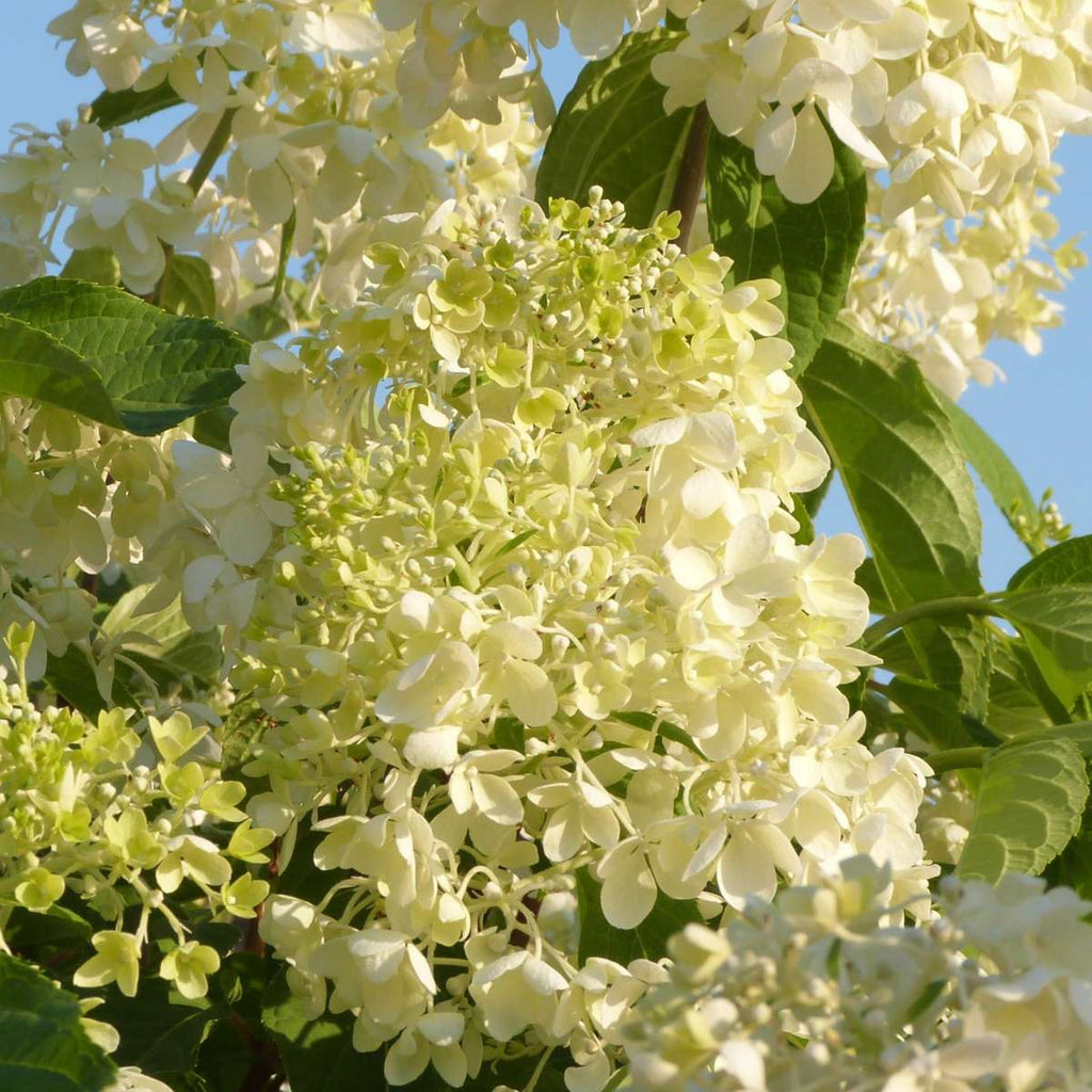 Hortensie - 6 buc - Hydrangea macrophylla - Înălţime 25-40cm - ⌀11cm