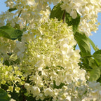Hortensie - 6 buc - Hydrangea macrophylla - Înălţime 25-40cm - ⌀11cm