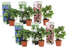 Hortensie - 6 buc - Hydrangea macrophylla - Înălţime 25-40cm - ⌀11cm