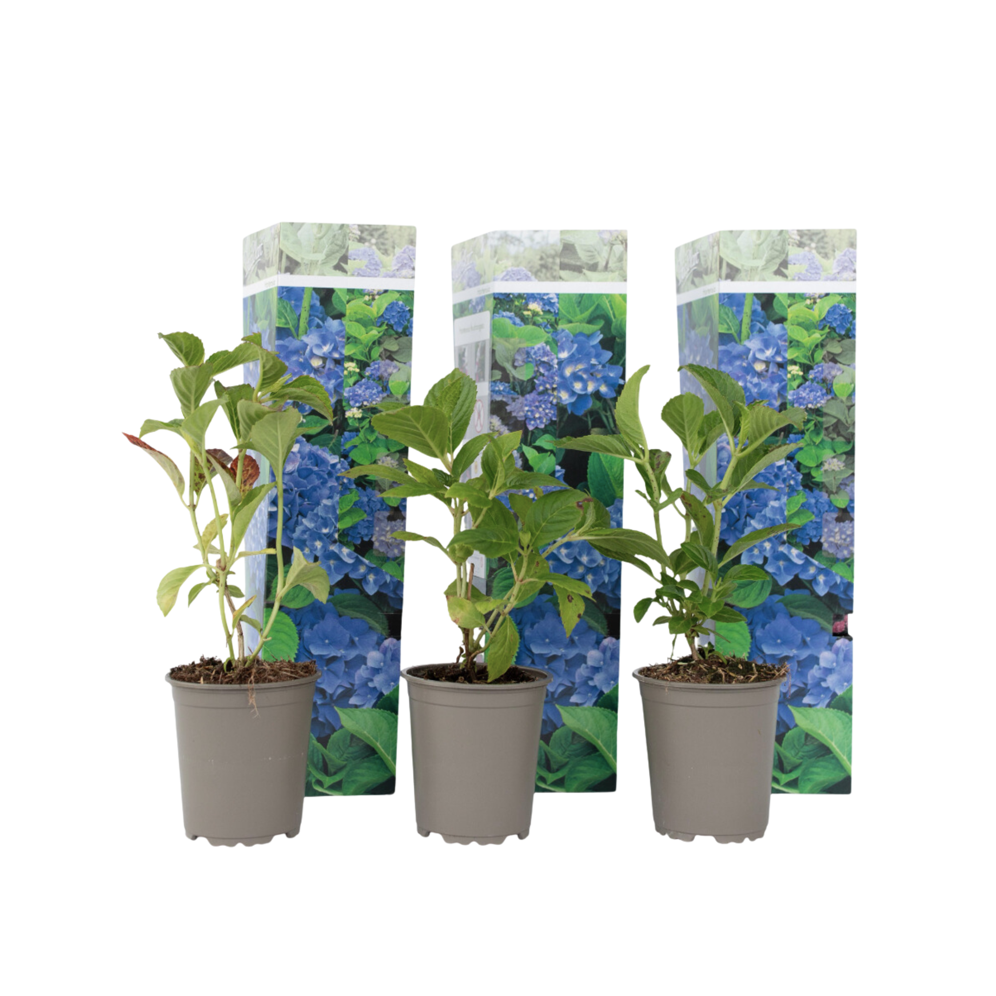 Hortensie - 3 buc - Hydrangea macrophylla 'Early Blue' - Înălţime 25-40cm - ⌀9cm