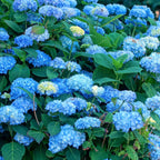 Hortensie - 3 buc - Hydrangea macrophylla 'Early Blue' - Înălţime 25-40cm - ⌀9cm