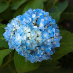 Hortensie - 6 buc - Hydrangea macrophylla 'Early Blue' - Înălţime 25-40cm - ⌀9cm