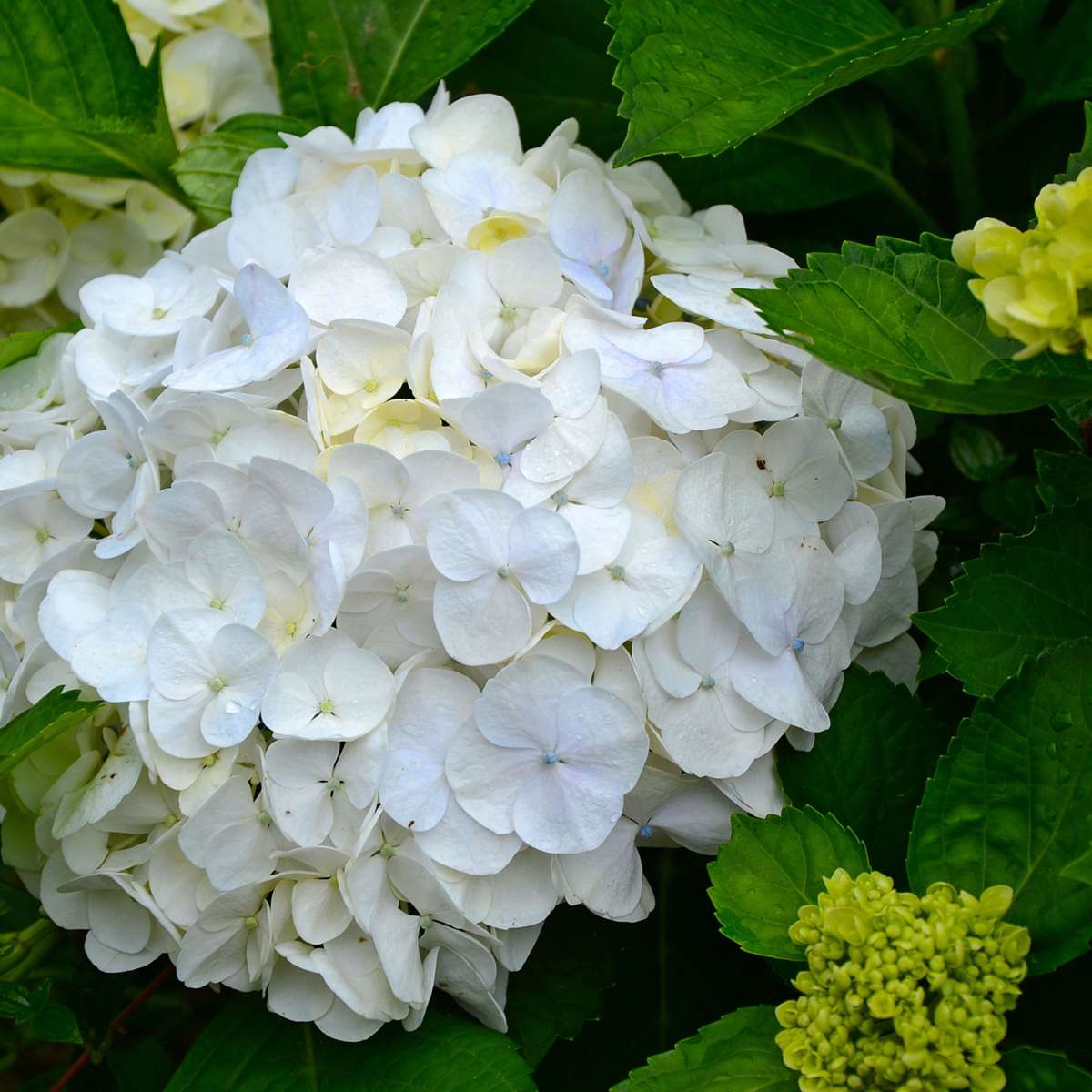 Hortensie - 3 buc - Hydrangea macrophylla 'Wudu' - Înălţime 25-40cm - ⌀9cm