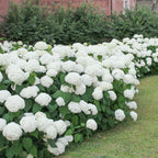 Hortensie - 3 buc - Hydrangea macrophylla 'Wudu' - Înălţime 25-40cm - ⌀9cm