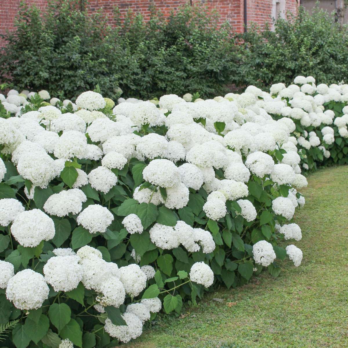 Hortensie - 3 buc - Hydrangea macrophylla 'Wudu' - Înălţime 25-40cm - ⌀9cm
