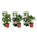 Hortensie - 3 buc - Hydrangea macrophylla 'Wudu' - Înălţime 25-40cm - ⌀9cm