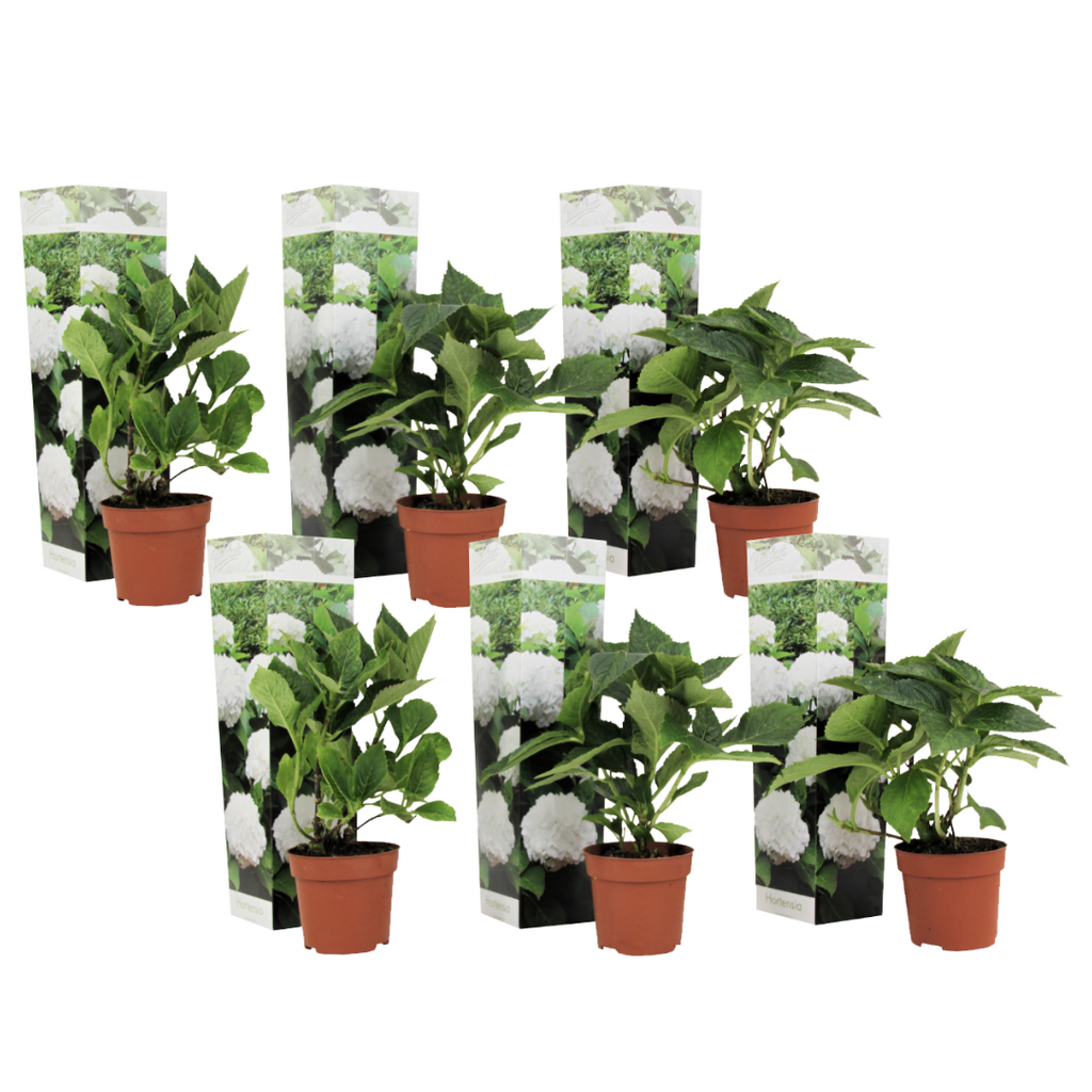 Hortensie - 6 buc - Hydrangea macrophylla 'Wudu' - Înălţime 25-40cm - ⌀9cm