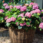 Hortensie - 3 buc - Hydrangea macrophylla 'Early Pink' - Înălţime 25-40cm - ⌀9cm