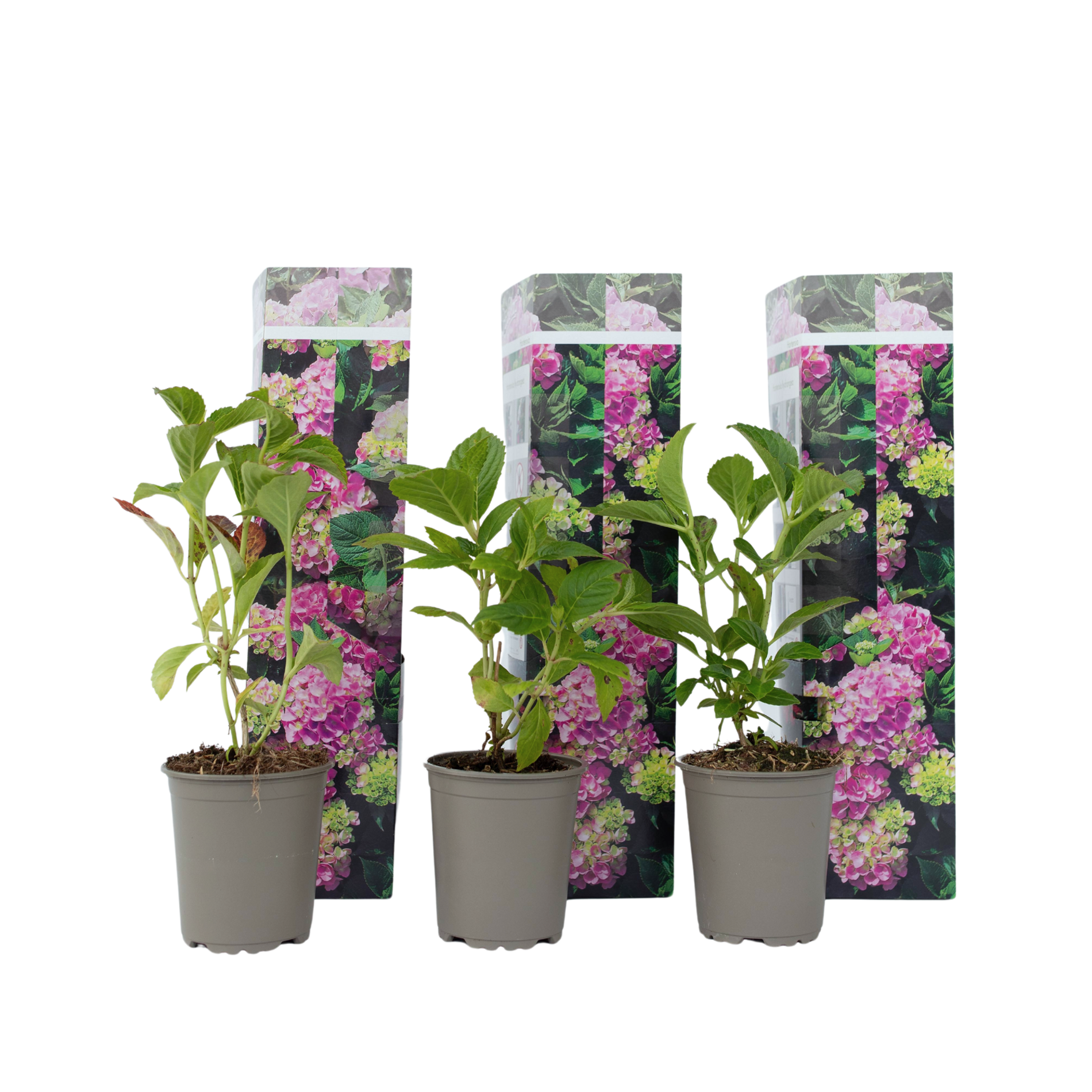 Hortensie - 3 buc - Hydrangea macrophylla 'Early Pink' - Înălţime 25-40cm - ⌀9cm