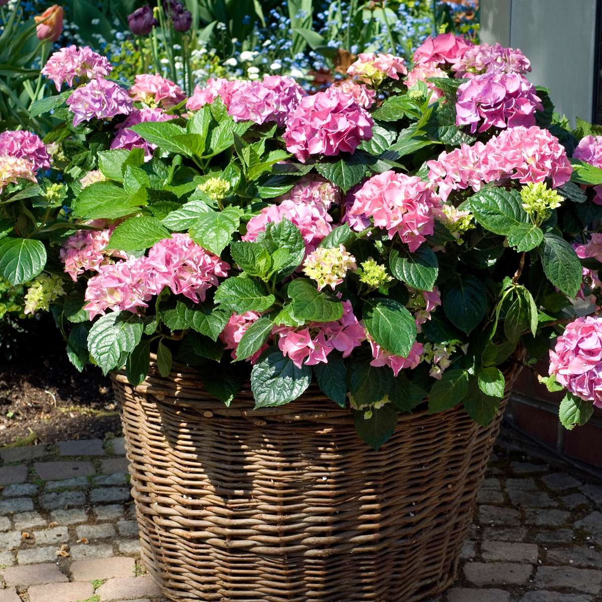 Hortensie - 6 buc - Hydrangea macrophylla 'Early Pink' - Înălţime 25-40cm - ⌀9cm