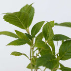 Hortensie - 6 buc - Hydrangea macrophylla 'Early Pink' - Înălţime 25-40cm - ⌀9cm