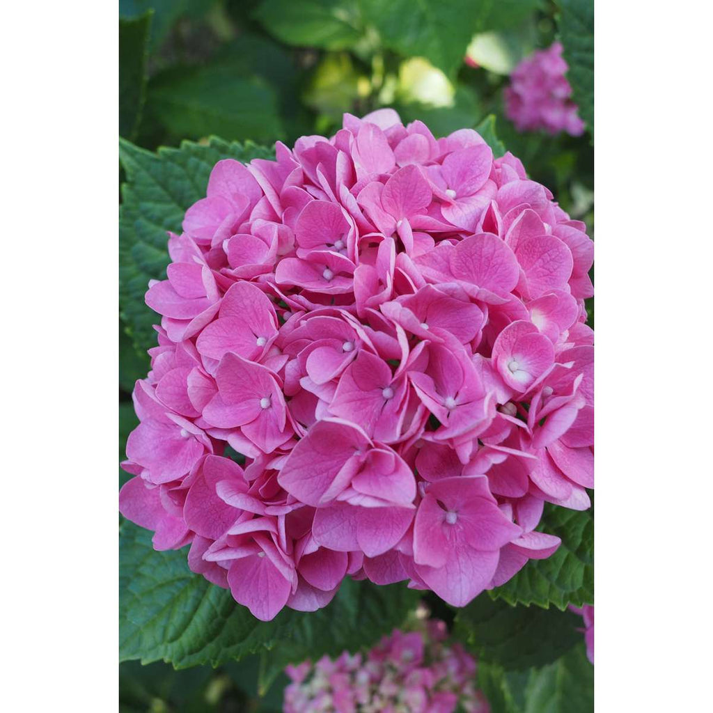 Hortensie - 6 buc - Hydrangea macrophylla 'Early Pink' - Înălţime 25-40cm - ⌀9cm