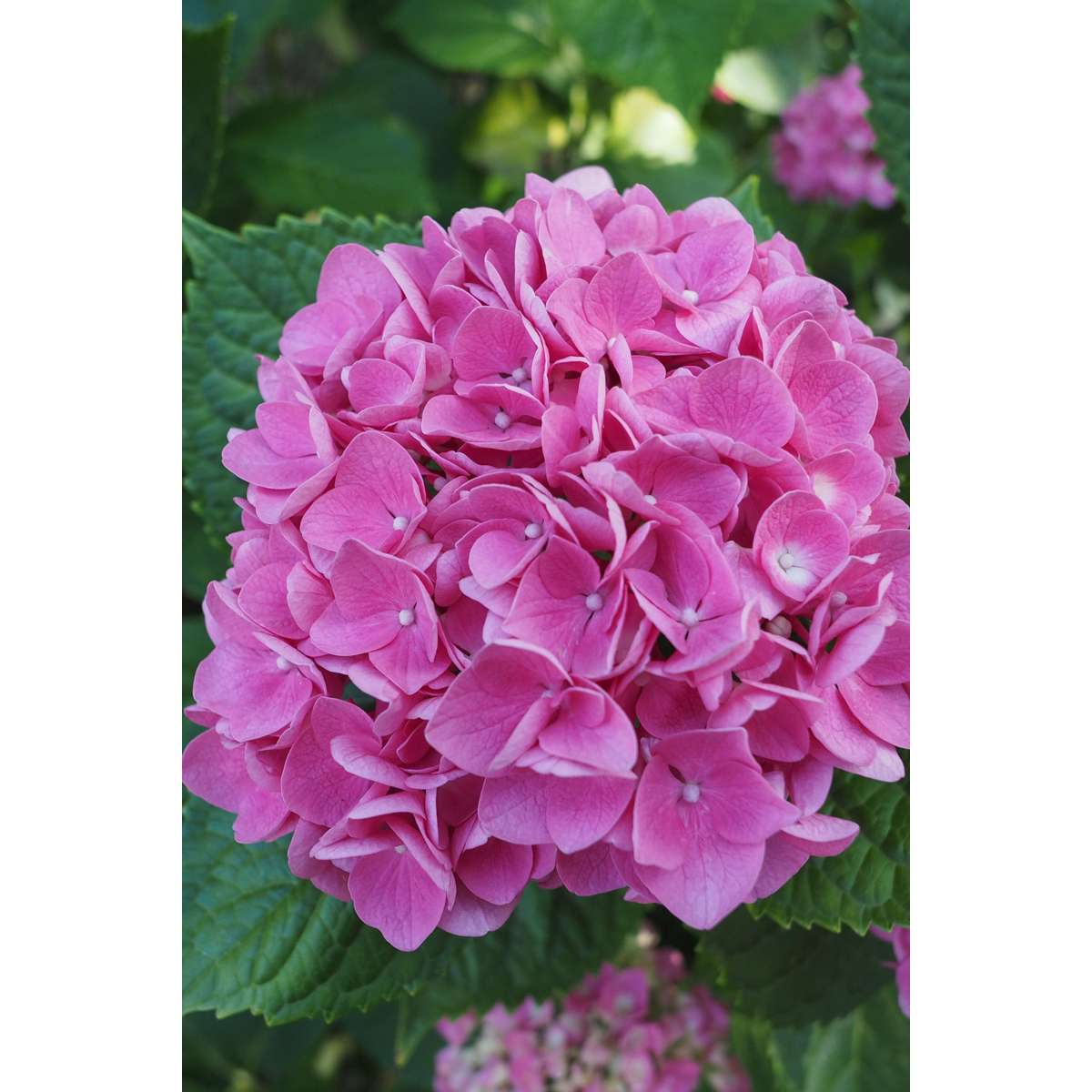 Hortensie - 6 buc - Hydrangea macrophylla 'Early Pink' - Înălţime 25-40cm - ⌀9cm