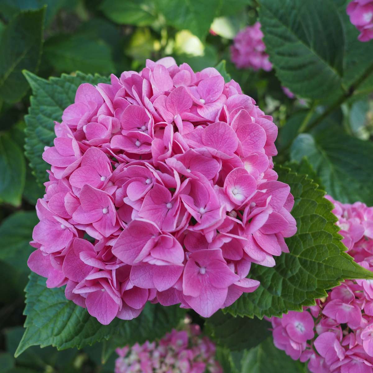 Hortensie - 3 buc - Hydrangea macrophylla 'Early Pink' - Înălţime 25-40cm - ⌀9cm