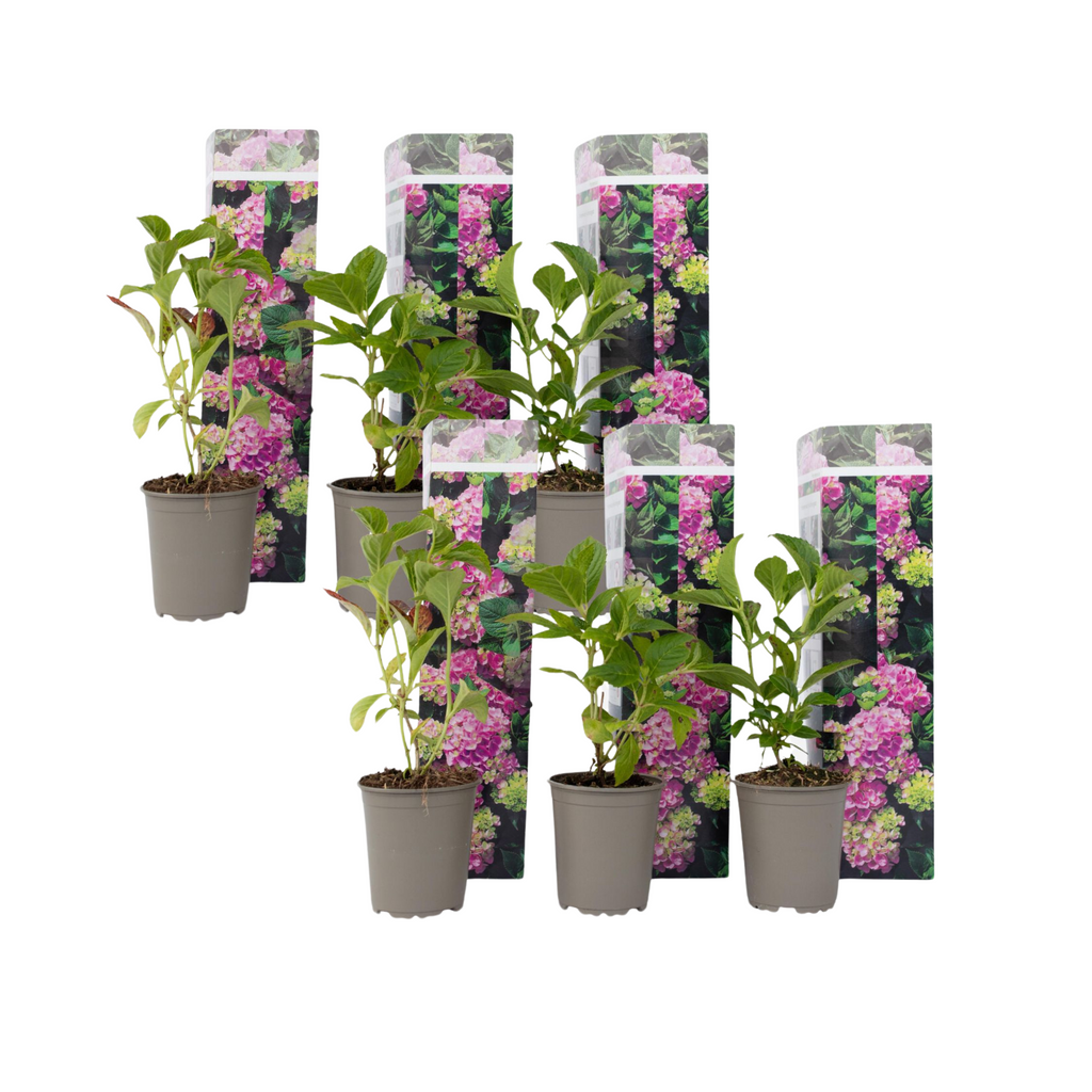 Hortensie - 6 buc - Hydrangea macrophylla 'Early Pink' - Înălţime 25-40cm - ⌀9cm