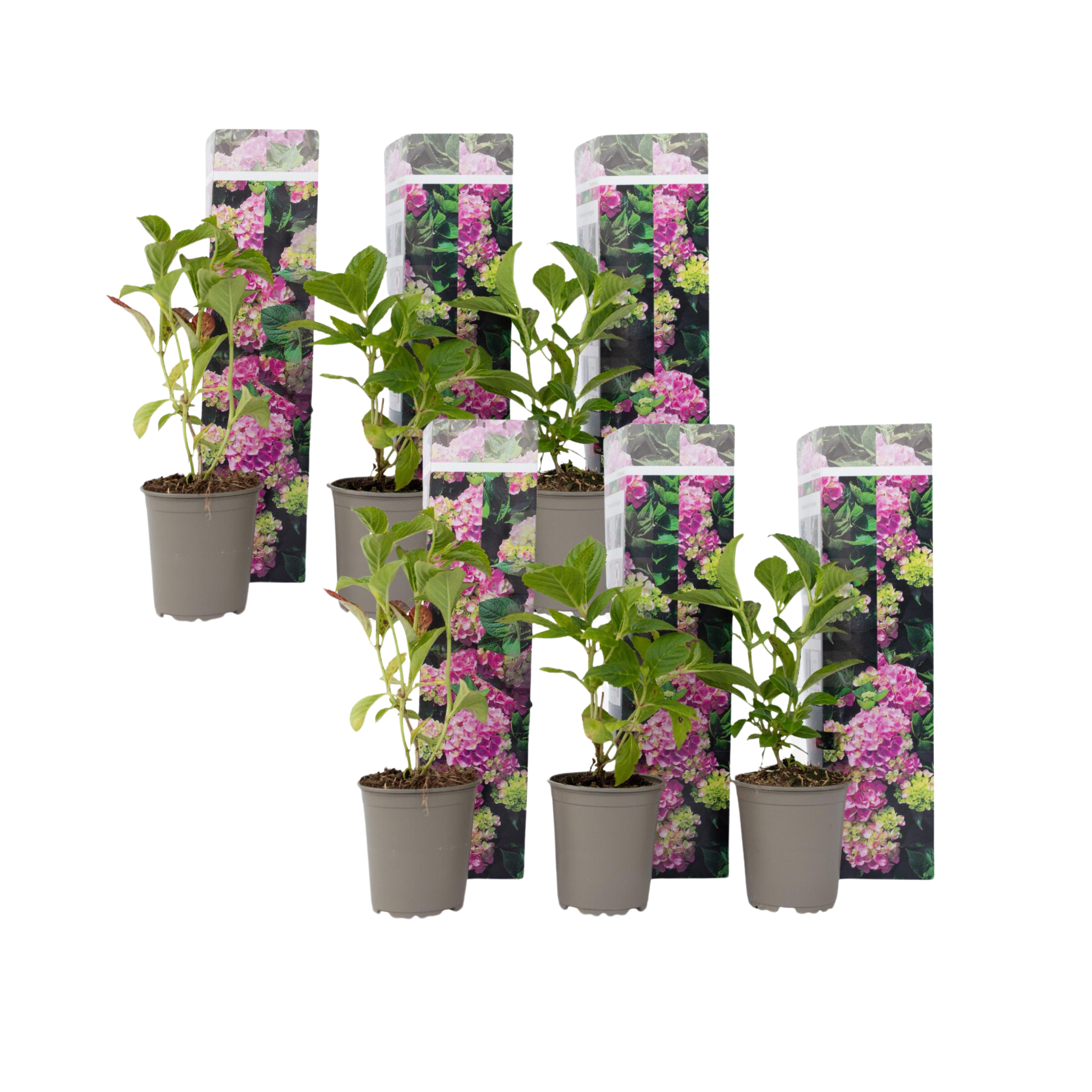 Hortensie - 6 buc - Hydrangea macrophylla 'Early Pink' - Înălţime 25-40cm - ⌀9cm