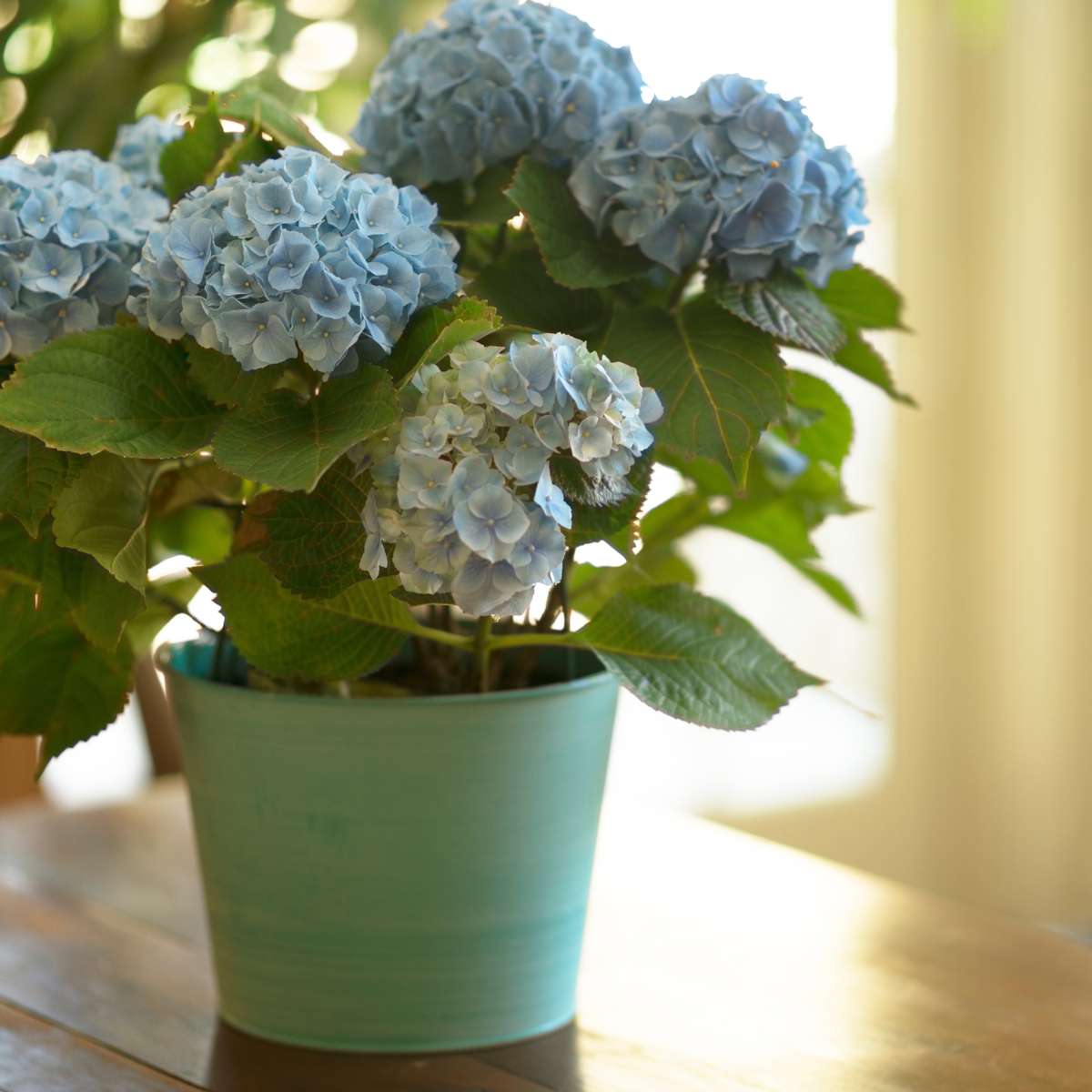 Hortensie - 3 buc - Hydrangea macrophylla teller 'Nizza' - În. 25-40cm - ⌀9cm