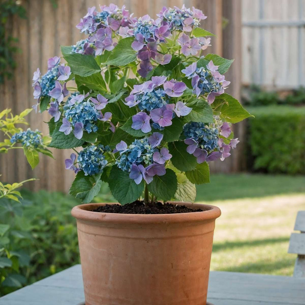 Hortensie - 3 buc - Hydrangea macrophylla teller 'Nizza' - În. 25-40cm - ⌀9cm