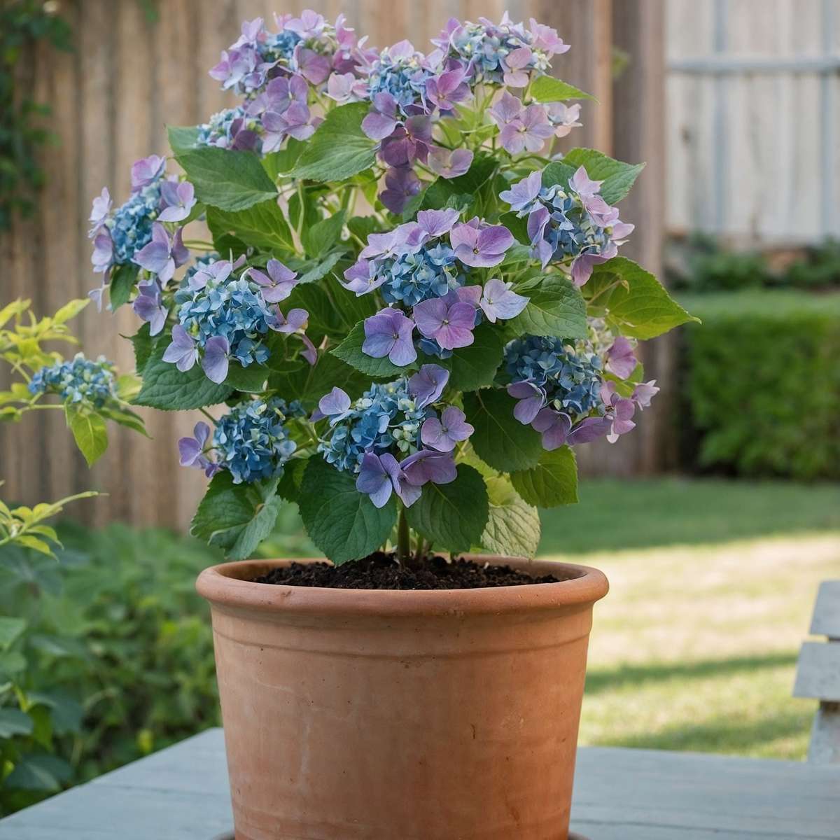 Hortensie - 3 buc - Hydrangea macrophylla teller 'Nizza' - În. 25-40cm - ⌀9cm