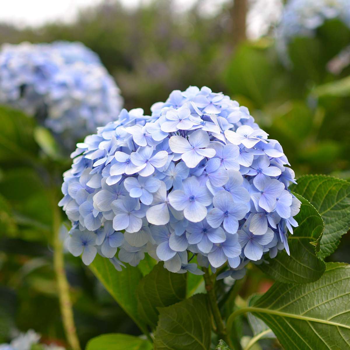 Hortensie - 3 buc - Hydrangea macrophylla teller 'Nizza' - În. 25-40cm - ⌀9cm