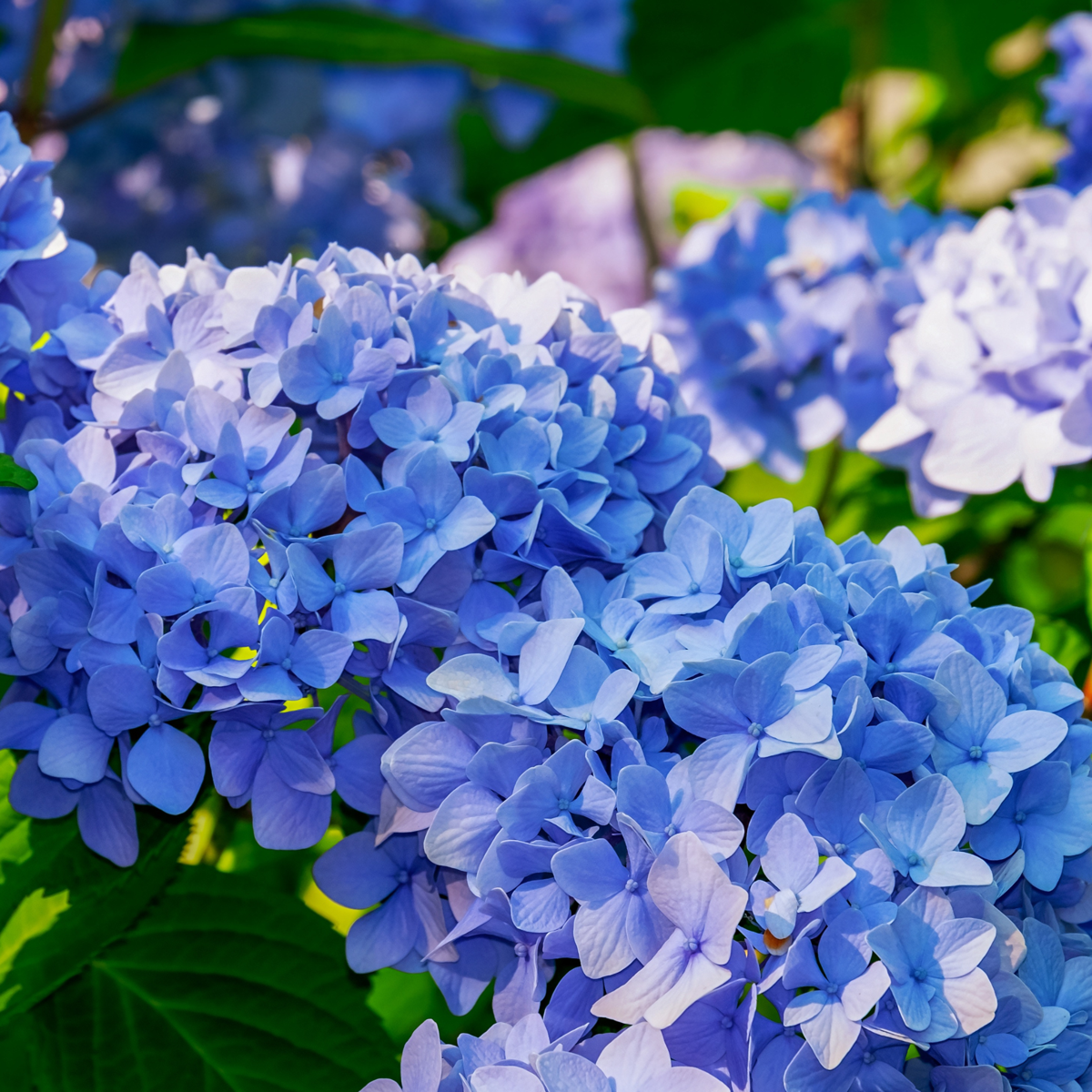 Hortensie - 3 buc - Hydrangea macrophylla teller 'Nizza' - În. 25-40cm - ⌀9cm