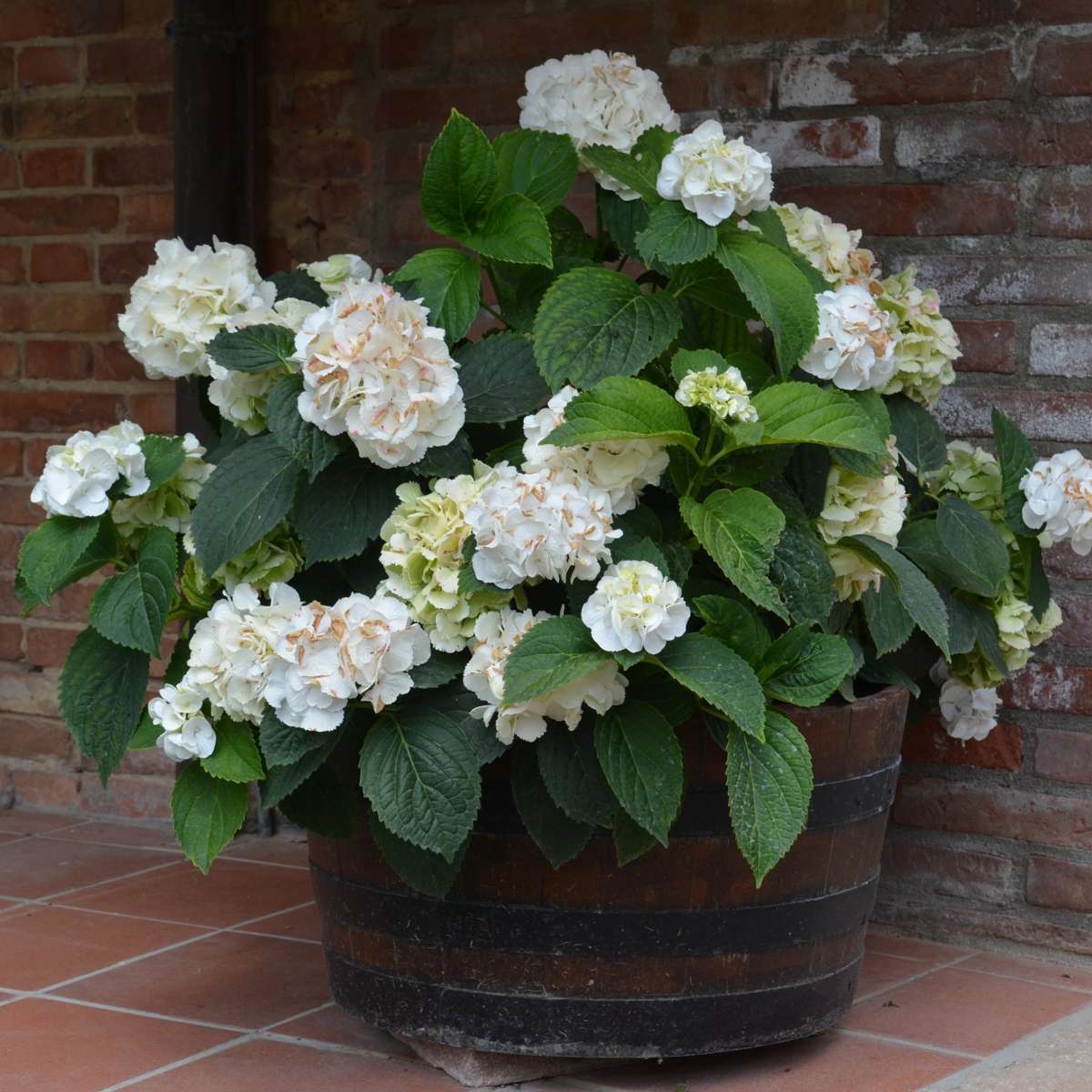 Hortensie - 3 buc - Hydrangea macrophylla teller 'Benxi' - În. 25-40cm - ⌀9cm