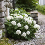Hortensie - 3 buc - Hydrangea macrophylla teller 'Benxi' - În. 25-40cm - ⌀9cm