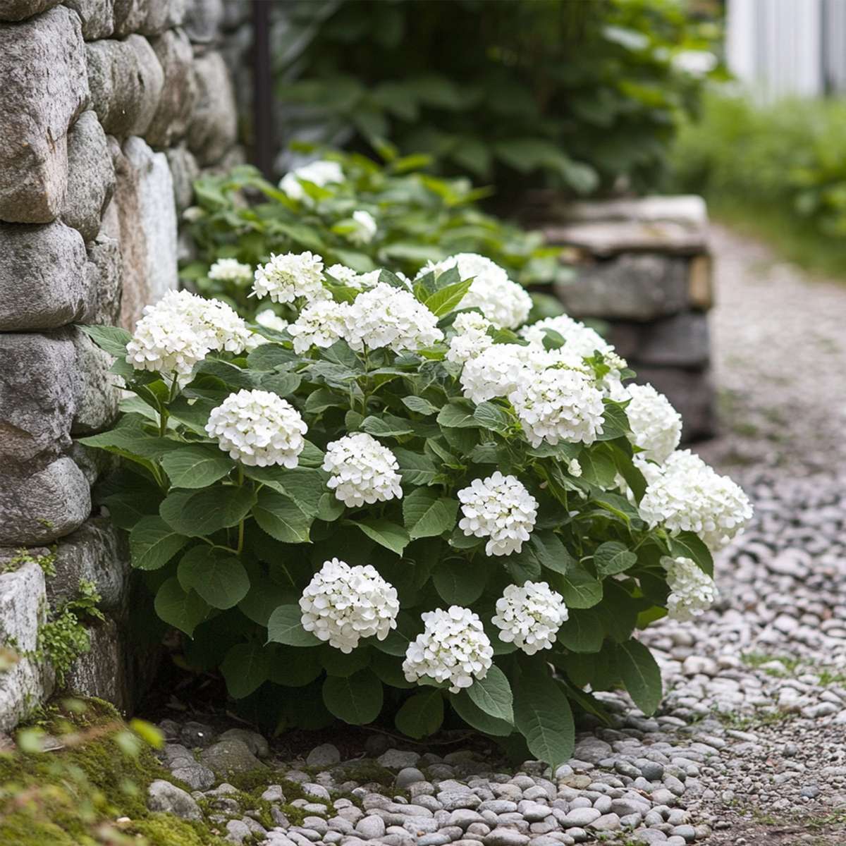 Hortensie - 3 buc - Hydrangea macrophylla teller 'Benxi' - În. 25-40cm - ⌀9cm