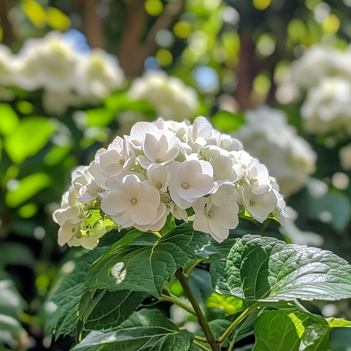 Hortensie - 3 buc - Hydrangea macrophylla teller 'Benxi' - În. 25-40cm - ⌀9cm