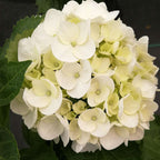 Hortensie - 3 buc - Hydrangea macrophylla teller 'Benxi' - În. 25-40cm - ⌀9cm