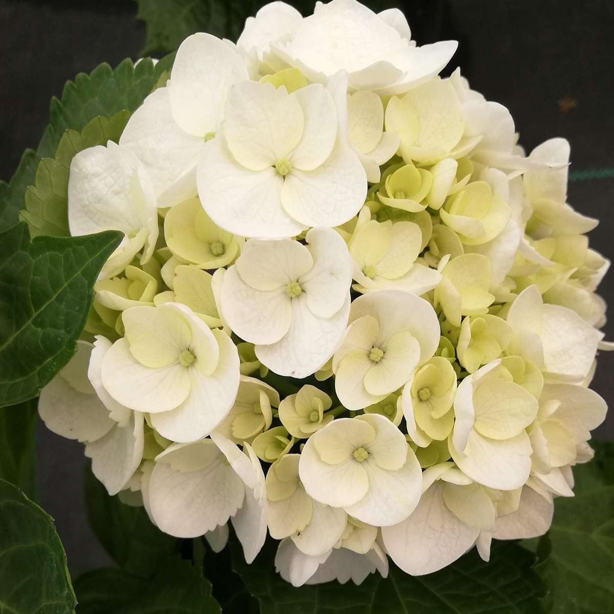 Hortensie - 3 buc - Hydrangea macrophylla teller 'Benxi' - În. 25-40cm - ⌀9cm