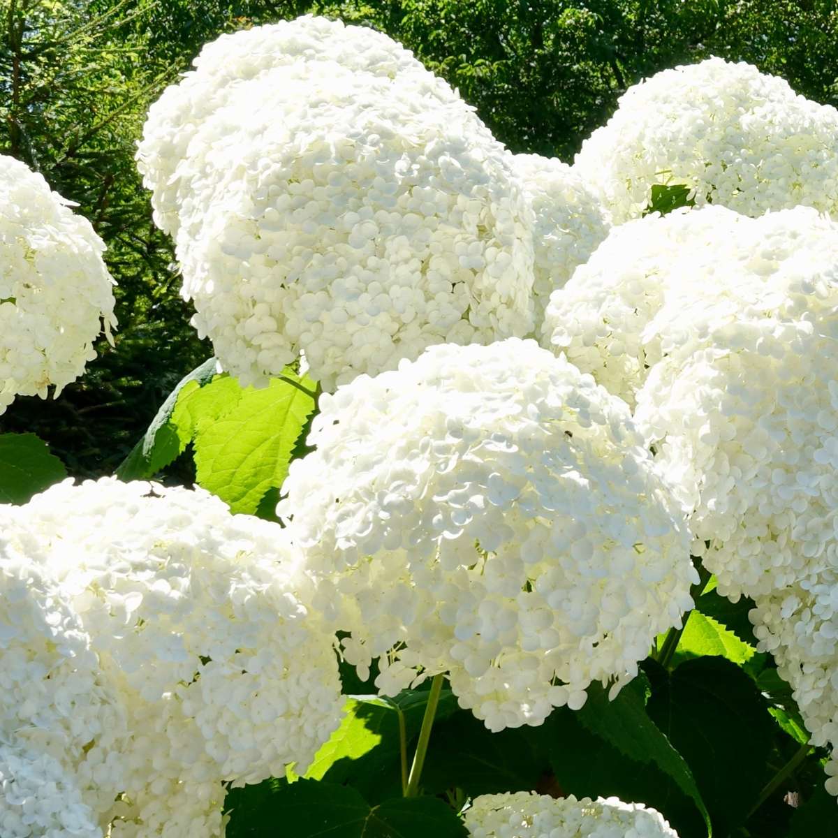 Hortensie - 6 buc - Hydrangea macrophylla - Înălţime 25-40cm - ⌀9cm