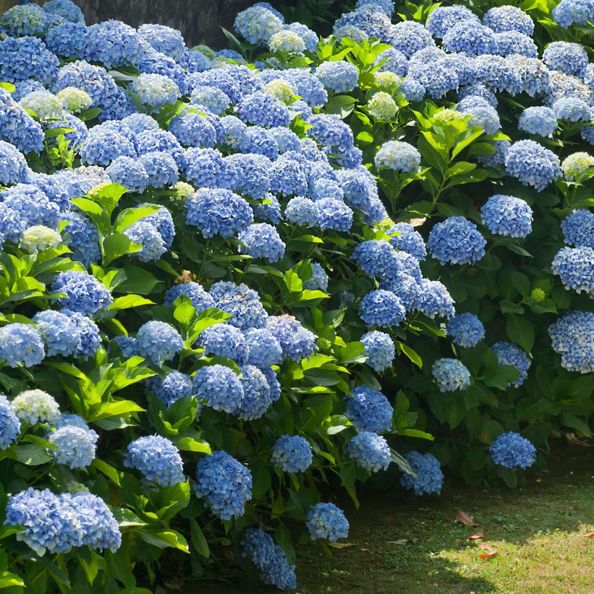 Hortensie - 3 buc - Hydrangea macrophylla - Înălţime 25-40cm - ⌀9cm