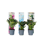 Hortensie - 3 buc - Hydrangea macrophylla - Înălţime 25-40cm - ⌀9cm