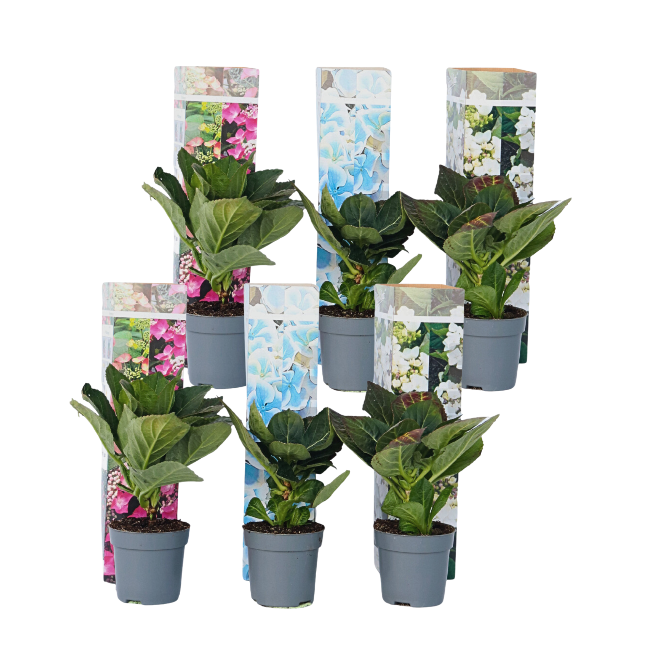 Hortensie - 6 buc - Hydrangea macrophylla - Înălţime 25-40cm - ⌀9cm