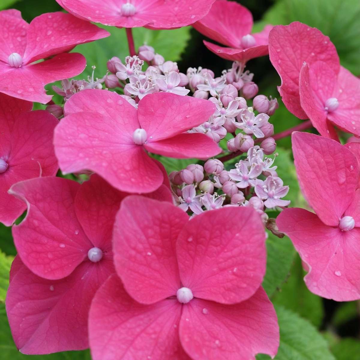 Hortensie - 3 buc - Hydrangea macrophylla - Înălţime 25-40cm - ⌀9cm