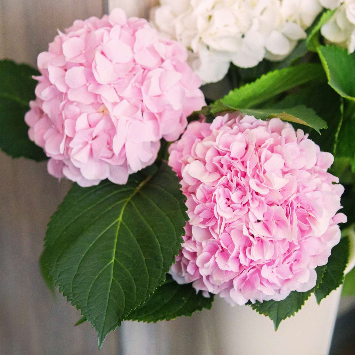 Hortensie - 3 buc - Hydrangea macrophylla teller 'Red Bull' - În. 25-40cm - ⌀9cm