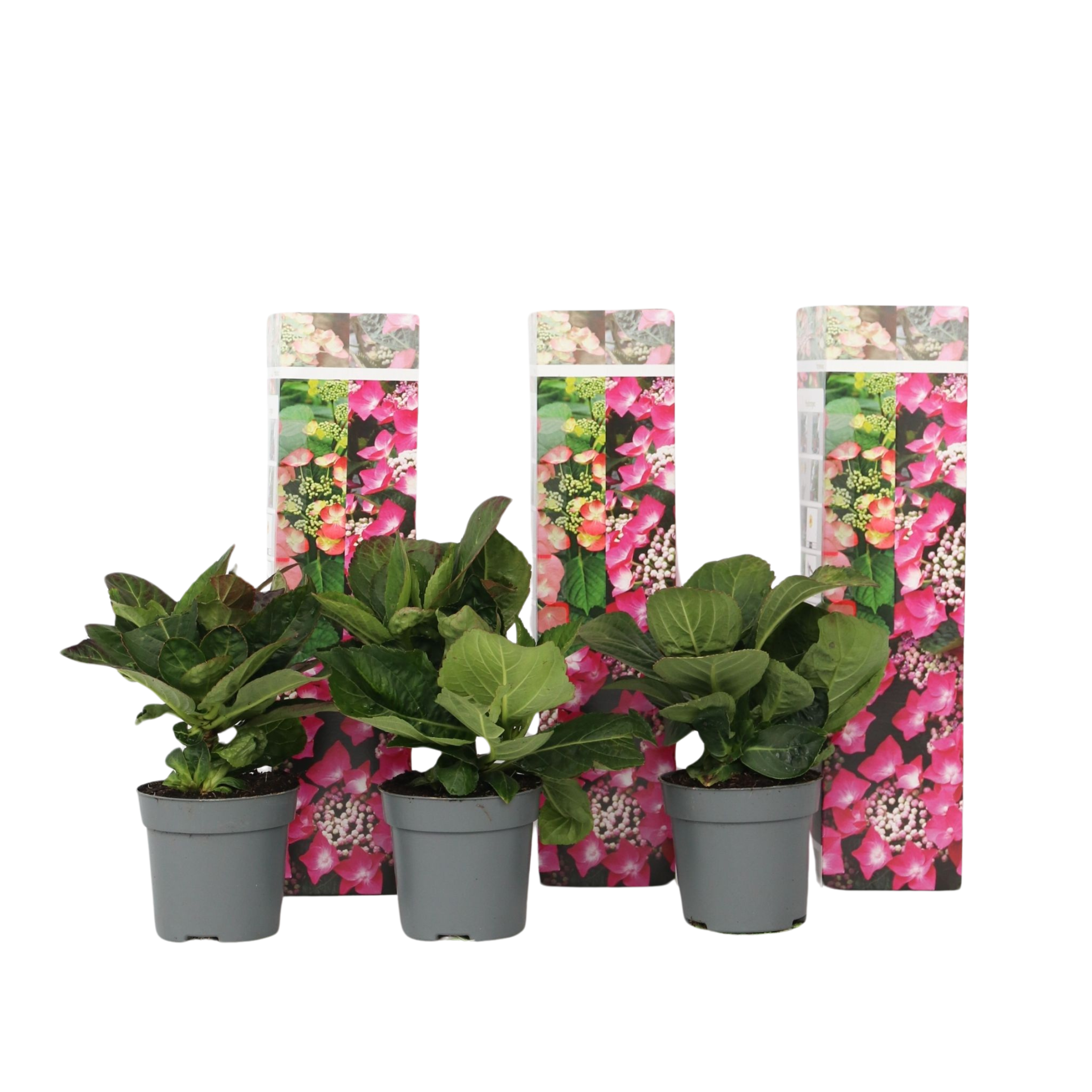 Hortensie - 3 buc - Hydrangea macrophylla teller 'Red Bull' - În. 25-40cm - ⌀9cm