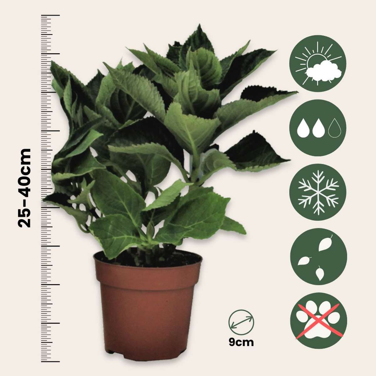 Hortensie - 3 buc - Hydrangea macrophylla teller 'Red Bull' - În. 25-40cm - ⌀9cm