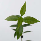 Iasomie - 3 buc - Trachelospermum jasminoides - Înălţime 25-40cm - ⌀9cm